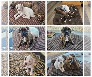 Boxer Puppy for Sale in COMMERCE CITY, Colorado USA
