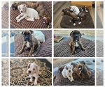 Image preview for Ad Listing. Nickname: Litter of 6