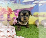 Small #4 Yorkshire Terrier