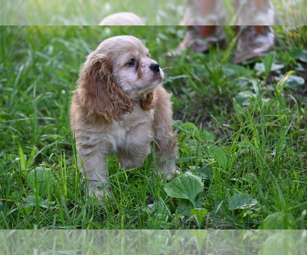 Medium Photo #10 Cocker Spaniel Puppy For Sale in AVALON, MO, USA