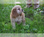 Small #9 Cocker Spaniel