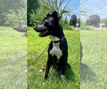 Small #9 American Pit Bull Terrier-Labrador Retriever Mix