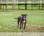 Small #4 Mutt