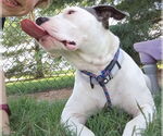 Small #2 American Pit Bull Terrier