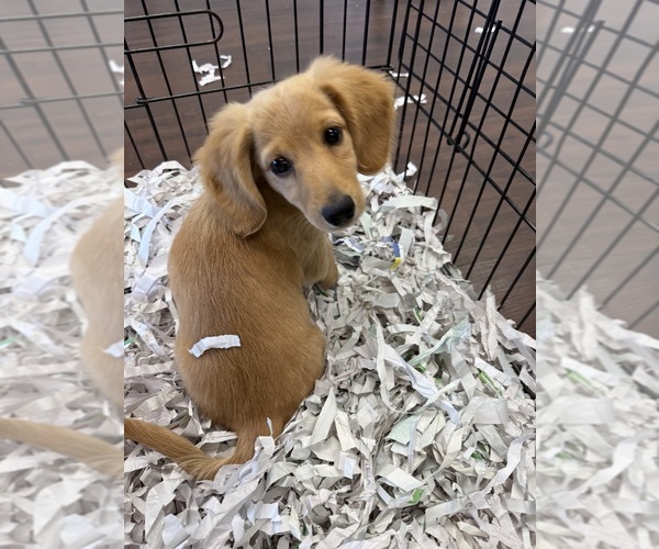 Medium Photo #1 Dachshund Puppy For Sale in TAMPA, FL, USA