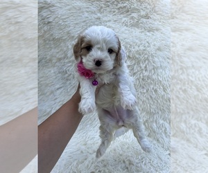 Cavapoo Puppy for sale in JEFFERSONVILLE, IN, USA