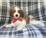 Small #6 Cavapoo