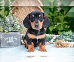 Small #1 Dachshund