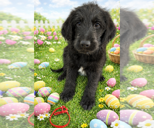 Labradoodle Puppy for sale in PRESCOTT VALLEY, AZ, USA