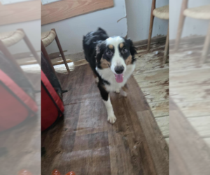 Australian Shepherd-Unknown Mix Dogs for adoption in Cranston, RI, USA