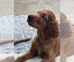 Small #10 Irish Setter