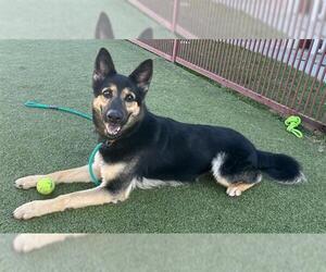 German Shepherd Dog Dogs for adoption in Upland, CA, USA