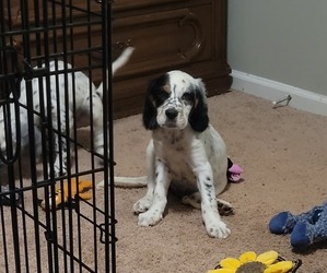English Setter Puppy for sale in GAFFNEY, SC, USA