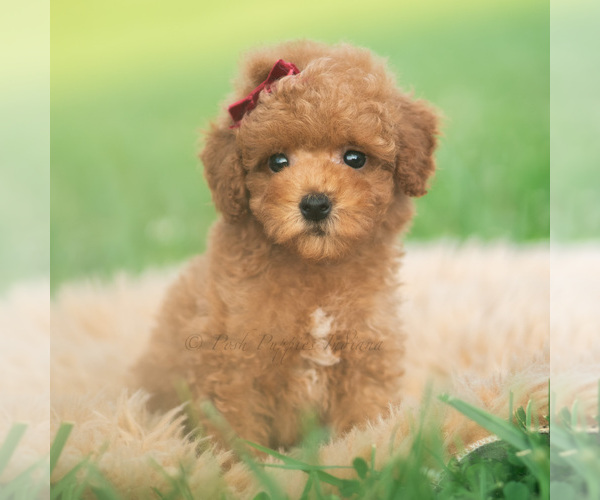 Medium Photo #10 Poodle (Toy) Puppy For Sale in WARSAW, IN, USA