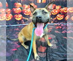 Small #1 American Pit Bull Terrier Mix