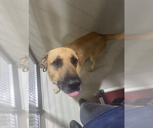 German Shepherd Dog Dogs for adoption in Bakersfield, CA, USA