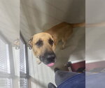 *BROWNIE - Male German Shepherd Dog Dog for Adoption - Small photo
