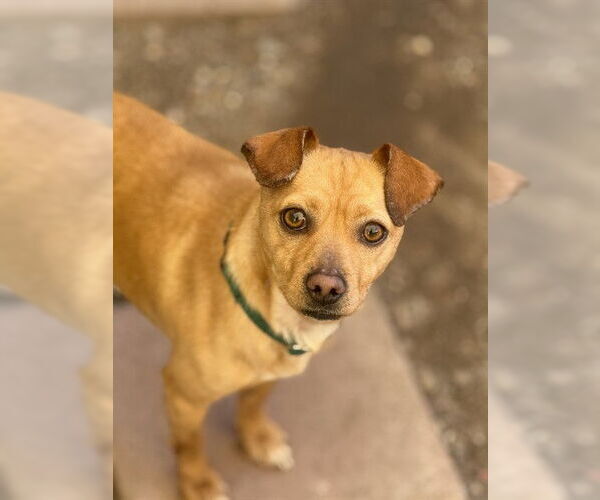 Medium Photo #1 Chihuahua Puppy For Sale in Santa Barbara, CA, USA