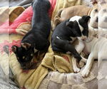 Small #1 American Pit Bull Terrier