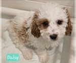 Puppy Daisy Cavapoo