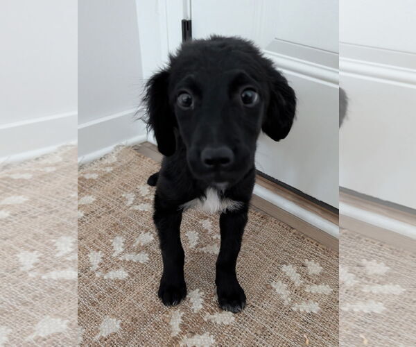 Medium Photo #2 Bordoodle (Miniature) Puppy For Sale in Omaha, NE, USA