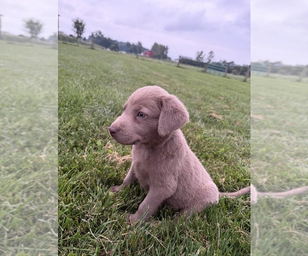 Medium Photo #3 Labrador Retriever Puppy For Sale in MIDDLEBURY, IN, USA