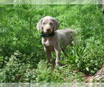 Small Photo #1 Weimaraner Puppy For Sale in AMORITA, OK, USA