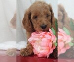 Small Photo #2 Goldendoodle Puppy For Sale in ITASCA, TX, USA