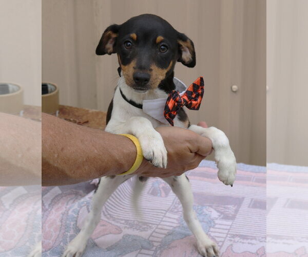 Medium Photo #3 Rat Terrier Puppy For Sale in Bandera, TX, USA