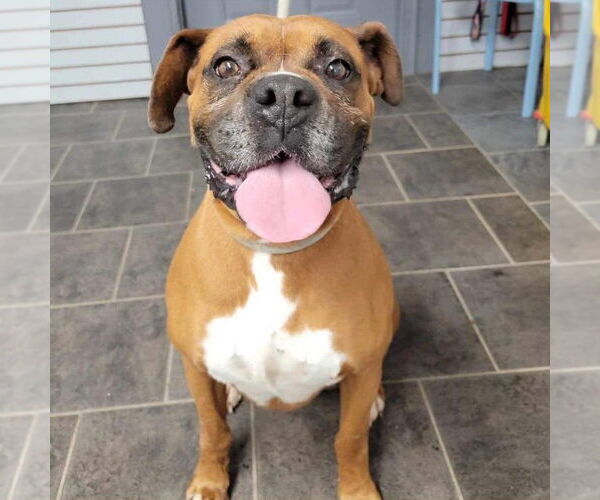 Medium Photo #6 Boxer Puppy For Sale in Burnsville, MN, USA