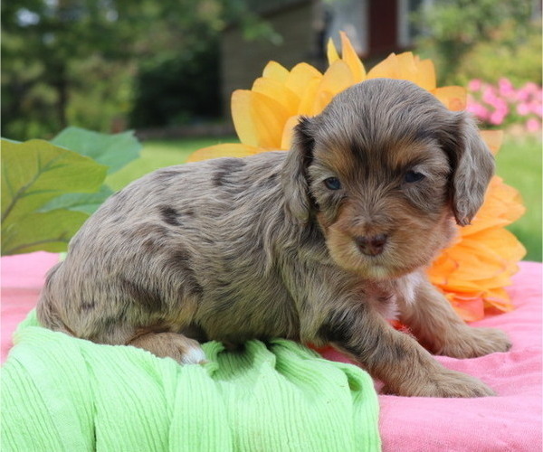Medium Photo #5 Cavapoo Puppy For Sale in THORP, WI, USA