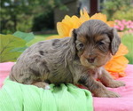 Small #4 Cavapoo