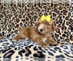 Small #4 Cockapoo (Miniature)