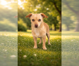 Chihuahua Dogs for adoption in Menifee, CA, USA