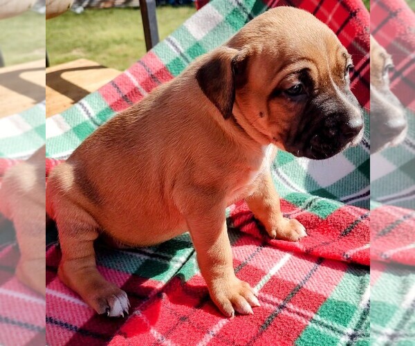 Medium Photo #11 American Bandogge Puppy For Sale in TOMBALL, TX, USA