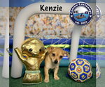 Small #1 Chiweenie