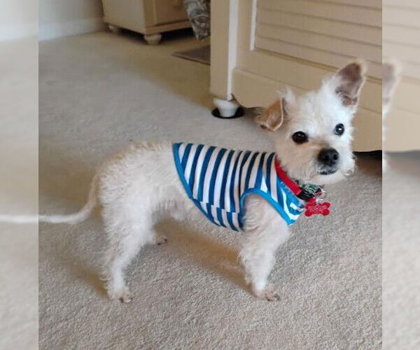 Medium Photo #3 Poodle (Miniature)-Unknown Mix Puppy For Sale in San Diego, CA, USA