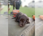 Small Photo #2 Labrador Retriever Puppy For Sale in SMITHS GROVE, KY, USA