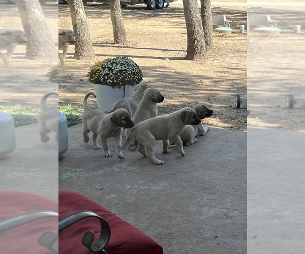 Medium Photo #3 Kangal Dog Puppy For Sale in WACO, TX, USA