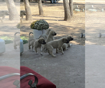 Small Photo #3 Kangal Dog Puppy For Sale in WACO, TX, USA