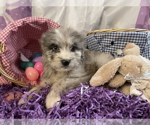 Medium Photo #6 Aussiedoodle Puppy For Sale in MIDDLETOWN, OH, USA