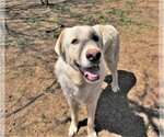 Small #3 Great Pyrenees-Retriever  Mix