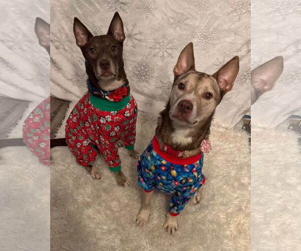 Medium Photo #13 Siberian Husky-Unknown Mix Puppy For Sale in Germantown, OH, USA