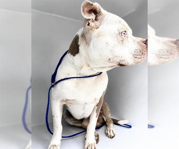 Medium Photo #1 Staffordshire Bull Terrier-Unknown Mix Puppy For Sale in Houston, TX, USA