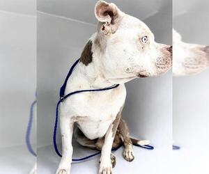 Staffordshire Bull Terrier-Unknown Mix Dogs for adoption in Houston, TX, USA