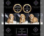 Small #1 Poodle (Toy)