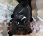 Small #1 Pug