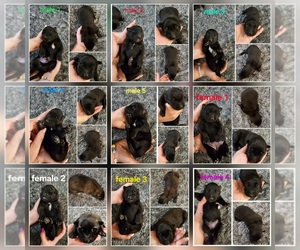 Belgian Malinois Litter for sale in HIGHLAND, CA, USA