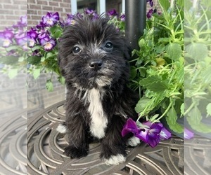 YorkiePoo Puppy for sale in NOBLESVILLE, IN, USA