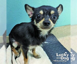 Chihuahua-Unknown Mix Dogs for adoption in Washington, DC, USA
